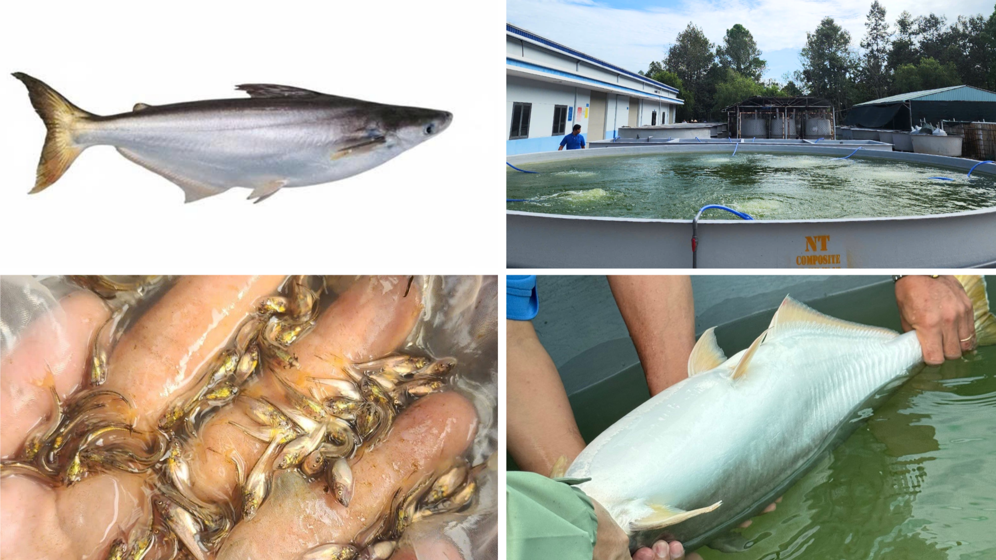 Đại học Cần Thơ thành công trong nuôi cá bố…